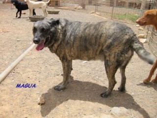 magua c4 3171-460-12